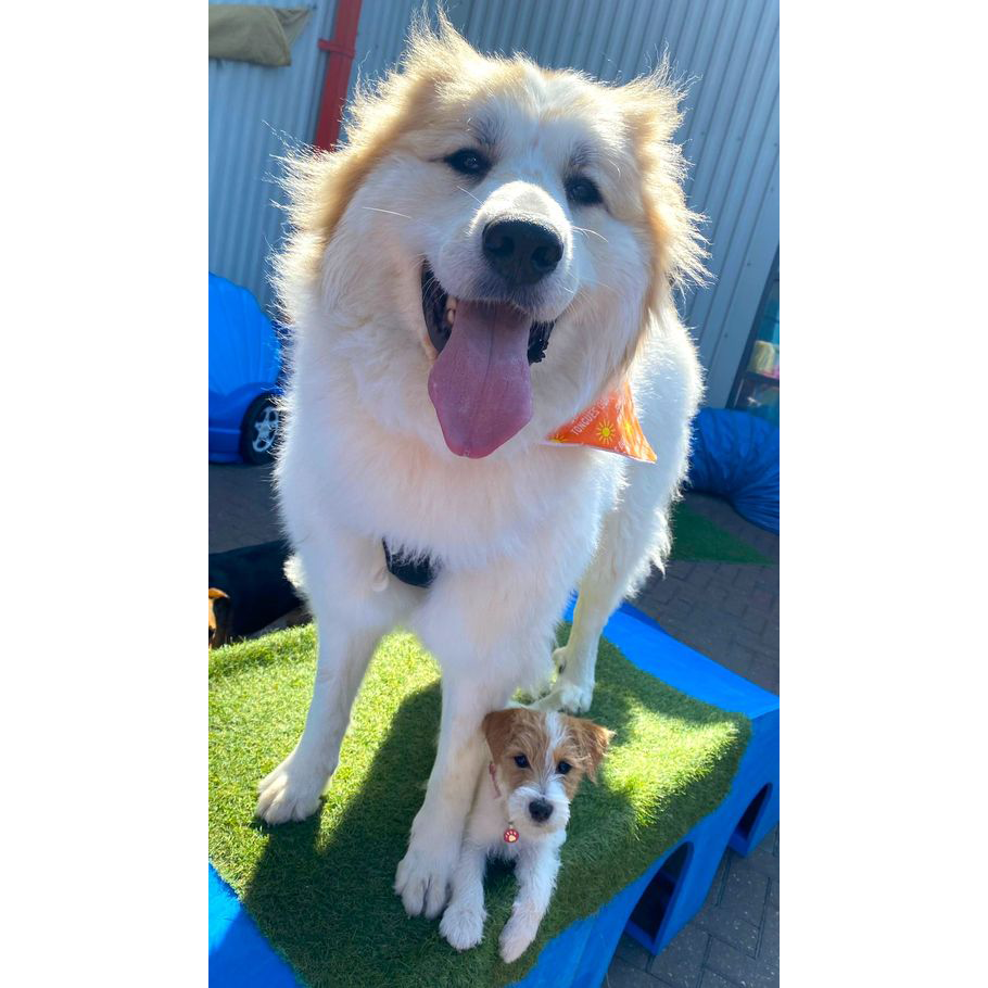 Are Wax Melts Truly Pet-Friendly?