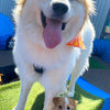 Are Wax Melts Safe for Dogs? Understanding the Risks and Safe Practices