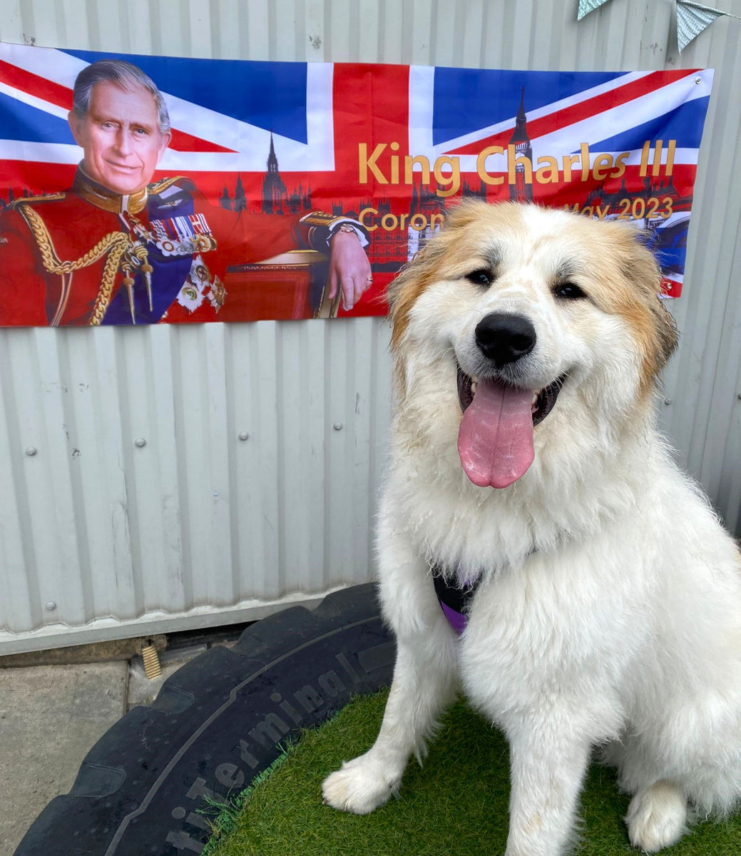 Are Wax Melt Scents Safe for Dogs? CharlartsCrafts' Guide