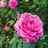 Budding Rose Wax Melts CharlartsCrafts