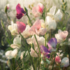 Sweet Pea Wax Melts CharlartsCrafts