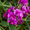 Sweet Pea Wax Melts CharlartsCrafts